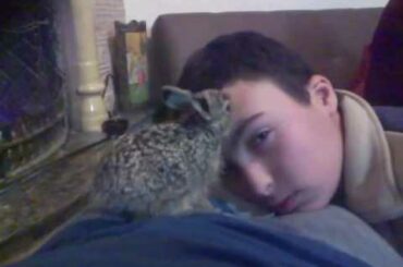 Cute rabbit licks owner's forehead before bedtime