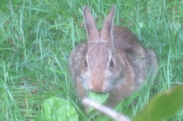 Cute Bunny Rabbit Eating Grass -