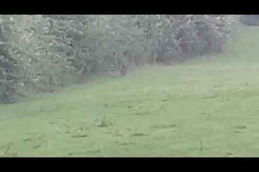 Bunnies playing hide & seek لعبة الغميضة أو غميضان