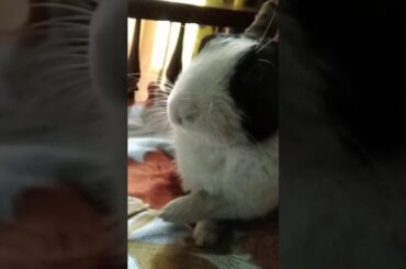 Most adorable cute Bunny 😍 You ever Seen