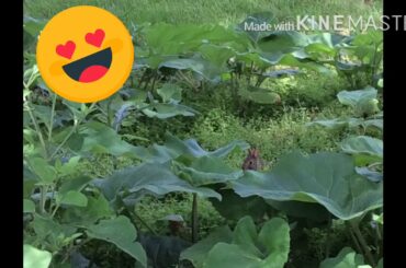 I FOUND A CUTE BABY BUNNY IN MEH BACKYARD ll SO CUTE!