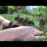 🔥 Guy coaxing a litter of curious baby bunnies out of his garden 🔥