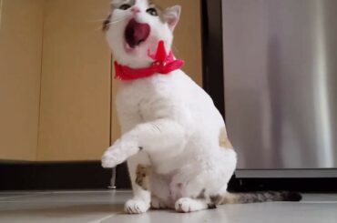 Cute Moment of the Baby Animals - |Cutie Animals|