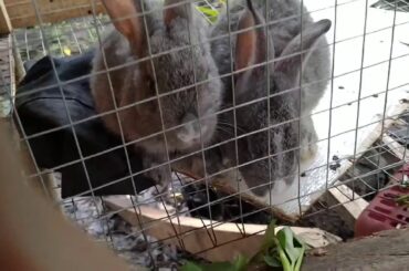 Anita and Boyno the cute rabbit sana all