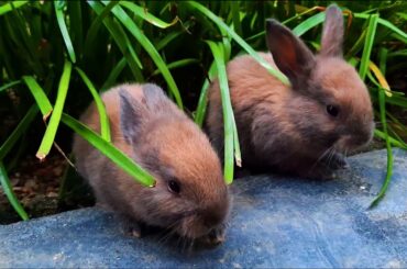 Cute baby rabbits