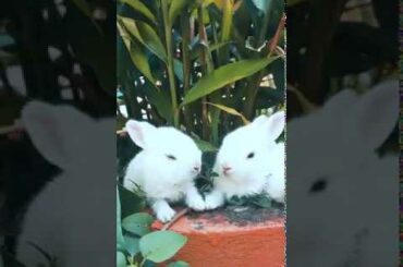 funny cute rabbit