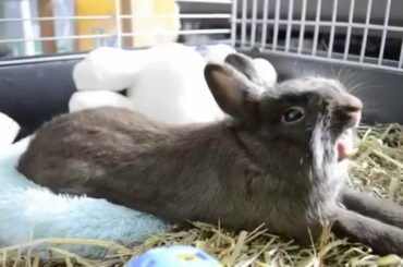 Cute dwarf rabbit yawning