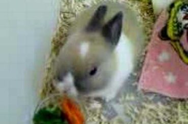 Baby Dutch Bunny Eating