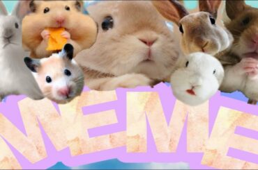 Cute is not Enough - Hamsters and Bunnies MEMES 2020