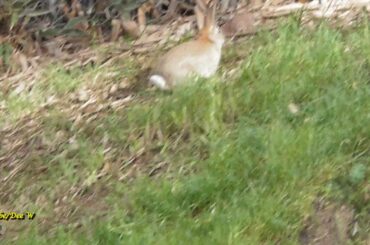 P1/2 Cheeky Baby Rabbit Teases Dogs / Wildlife in Our Backyard