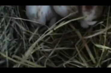 baby rabbit update 6/4/12