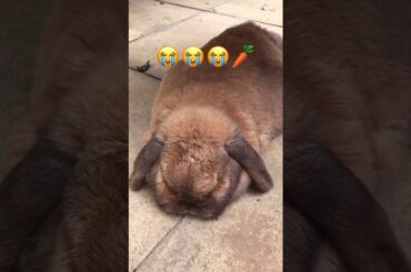 Bunny news - missing little bro