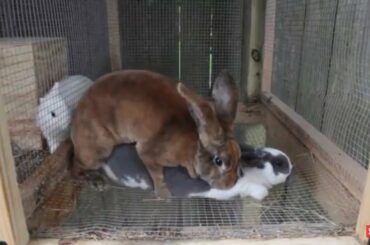 Breeding Like Rabbits | More Bunnies!