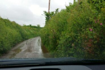 Baby rabbit with a death wish.