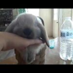 Cute baby bunnies
