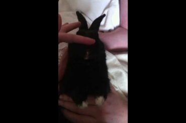Baby rabbit's leg twitches (spazes) in sleep