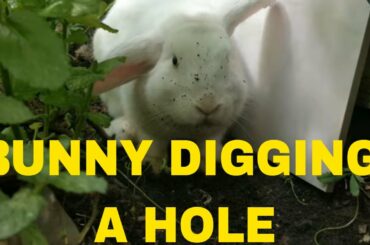 BUNNY DIGGING A HOLE IN THE GARDEN/गन्ने में एक गांठ बांधना/兔子在花园里挖洞/بوني حفر حفرة في الحديقة