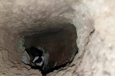 matir nice Rabbit ar Baby soo Cute.