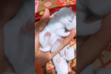 Cute Rabbit babies