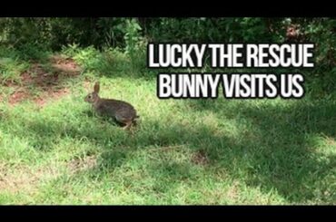 Baby Bunny Rescue Lucky The Rescue Bunny Visits Us