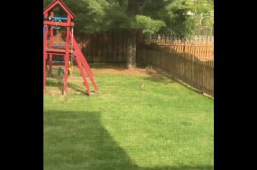 Cute Rabbit Video (Credit Of The Video Goes To Me)