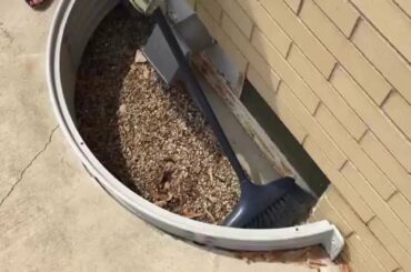 Baby bunny rescued from window well