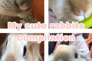 My cute rabbit compilation