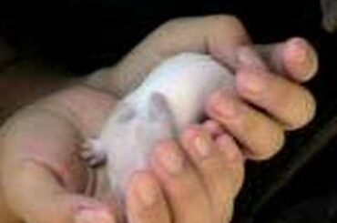 Baby bunnies--7th day