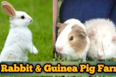 Funny and cute Bunny Rabbit & Guinea Pig..