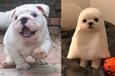 😍 Cute Puppies Doing Funny Things 2020 😍 Cute Dog Videos
