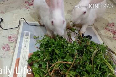 Cute funny bunny cute Rabbit cute funny kid and animals