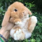 Wow Cute Rabbit Video #Pets#Rabbit