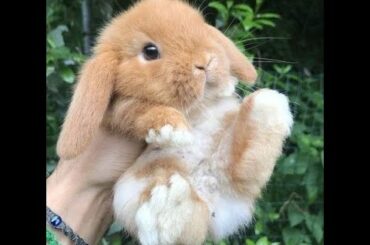 Wow Cute Rabbit Video #Pets#Rabbit