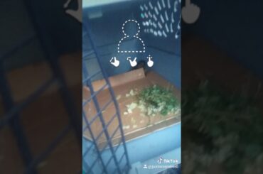 We just catch a baby bunny