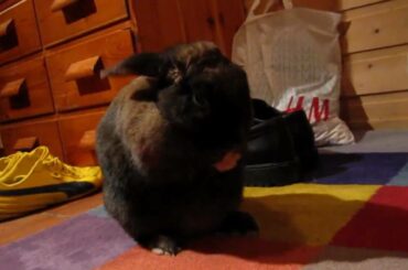 My cute bunny washing herself