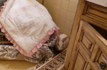 The cutest bunny  In the world