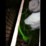 Funny and cute baby rabbit video