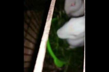 Funny and cute baby rabbit video