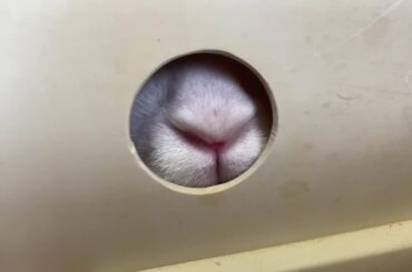 Bunny playing peekaboo