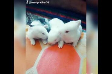 Cute bunny video