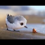 Cute Birds and Baby Animals Compliation Video, Cutest Birds and Baby Rabbit.