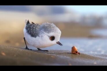 Cute Birds and Baby Animals Compliation Video, Cutest Birds and Baby Rabbit.