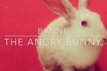 Angry rabbit.The cute bunny.