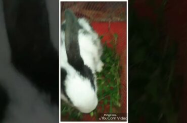 😘😘Cute small bunny eating green leaves and grass