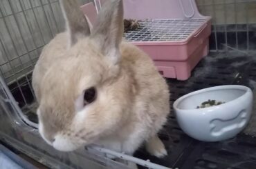 もこもこ♥チロちゃん！　【とっても可愛い♥うさぎ動画】/  Very cute bunny！