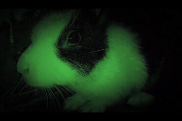 Rabbit In Night Vision Mode🐰, Cute Rabbit😍,  Rabbit Eating & Fun, Funny Rabbit🐇