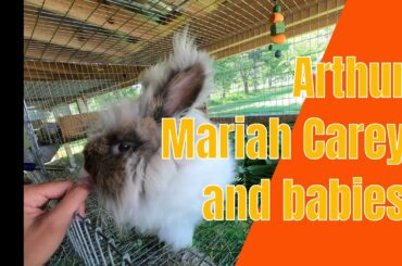 German hybrid angora rabbits Arthur Mariah Carey and babies