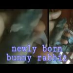 Nanganak ang Kuneho ko / cute newly born Rabbits..