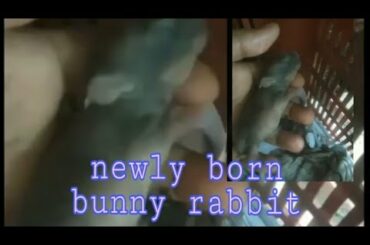 Nanganak ang Kuneho ko / cute newly born Rabbits..