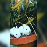 Cute bunnies lunch
